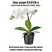 Орхидея FEJKA 9-28 см