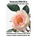 Роза FEJKA 9-20 см