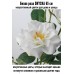 Роза SMYCKA 65 см