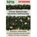 ПРОБНИК Зелёный чай 1226 OPOWIESCI-SZEHEREZADY